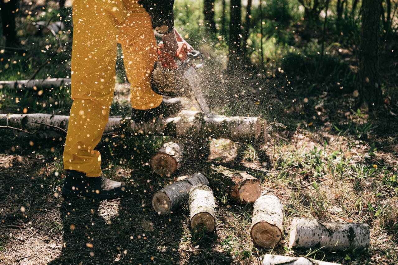 The Steps Involved in Our Tree Care Process in Grand Haven, MI